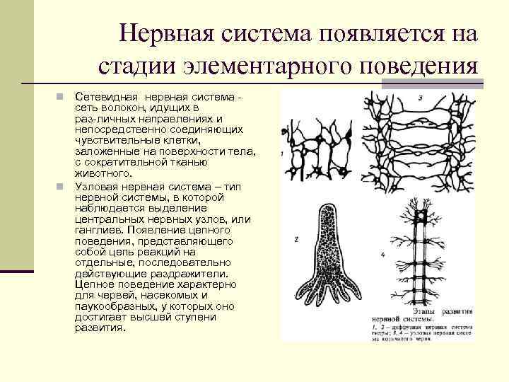 Нервная система появляется на стадии элементарного поведения Сетевидная нервная система сеть волокон, идущих в