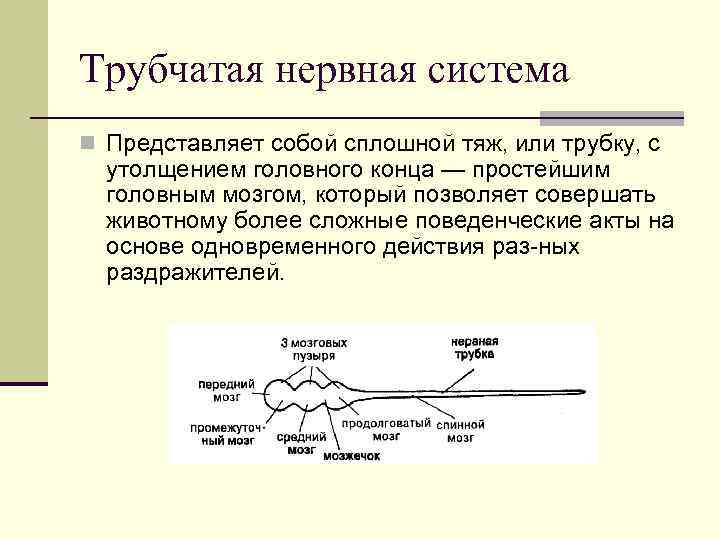 Трубчатая нервная система n Представляет собой сплошной тяж, или трубку, с утолщением головного конца