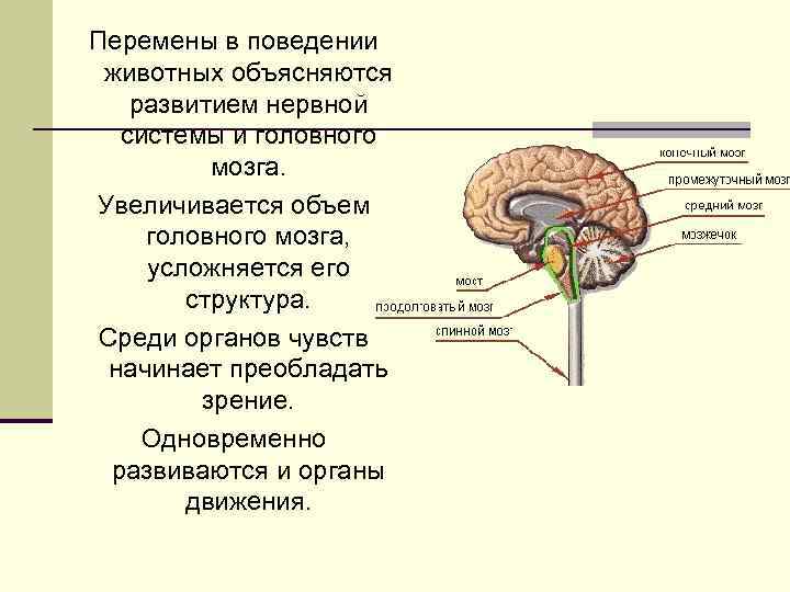 Перемены в поведении животных объясняются развитием нервной системы и головного мозга. Увеличивается объем головного