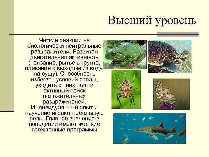 Высший уровень Четкие реакции на биологически нейтральные раздражители. Развитая двигательная активность (ползание, рытье в