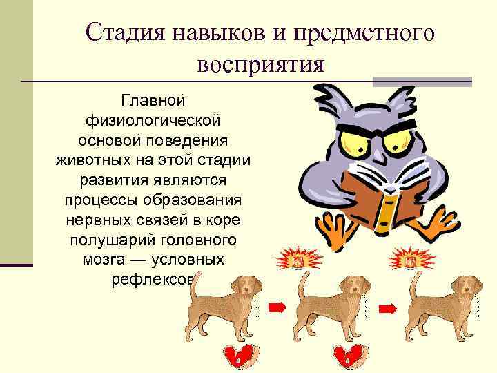 Стадия навыков и предметного восприятия Главной физиологической основой поведения животных на этой стадии развития