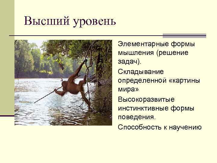 Высший уровень Элементарные формы мышления (решение задач). Складывание определенной «картины мира» Высокоразвитые инстинктивные формы