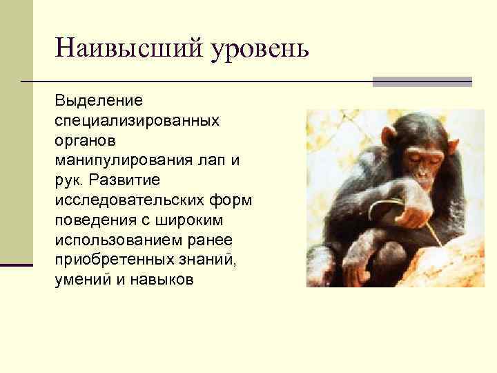 Наивысший уровень Выделение специализированных органов манипулирования лап и рук. Развитие исследовательских форм поведения с