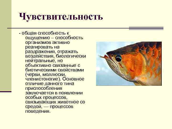 Чувствительность общая способность к ощущению – способность организмов активно реагировать на раздражения, отражать воздействия,