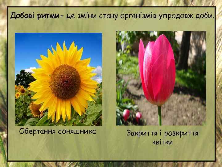 Добові ритми- це зміни стану організмів упродовж доби. Обертання соняшника Закриття і розкриття квітки