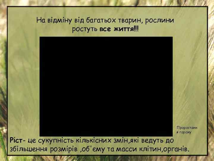 На відміну від багатьох тварин, рослини ростуть все життя!!! Проростанн я гороху Ріст- це