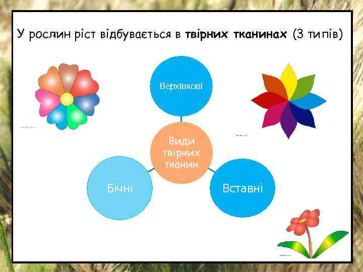 У рослин ріст відбувається в твірних тканинах (3 типів) Верхівкові Види твірних тканин Бічні