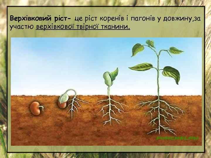 Верхівковий ріст- це ріст коренів і пагонів у довжину, за участю верхівкової твірної тканини.