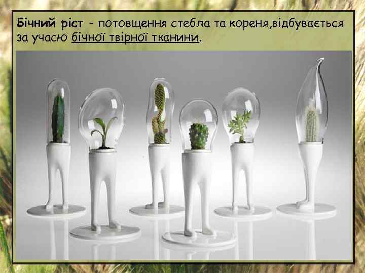 Бічний ріст - потовщення стебла та кореня, відбувається за учасю бічної твірної тканини. 