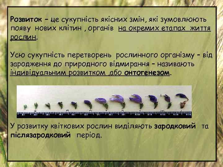 Розвиток – це сукупність якісних змін, які зумовлюють появу нових клітин , органів на