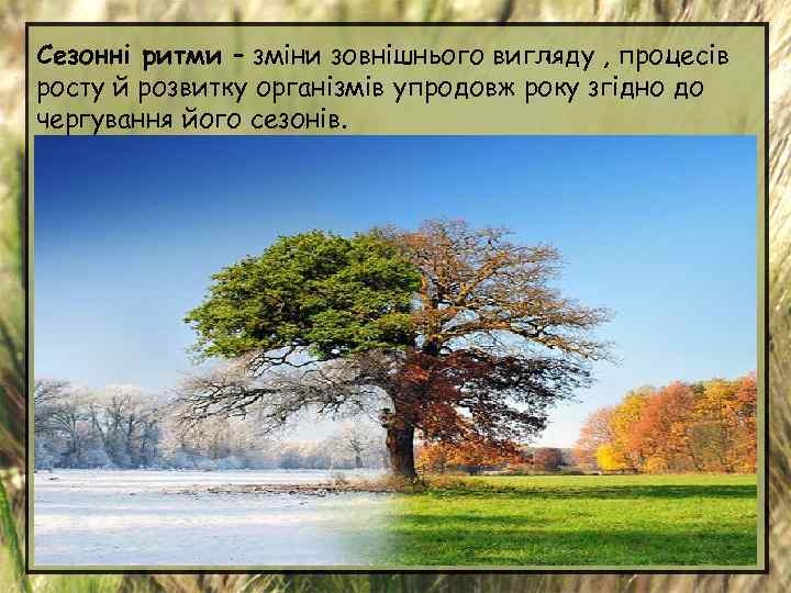 Сезонні ритми – зміни зовнішнього вигляду , процесів росту й розвитку організмів упродовж року