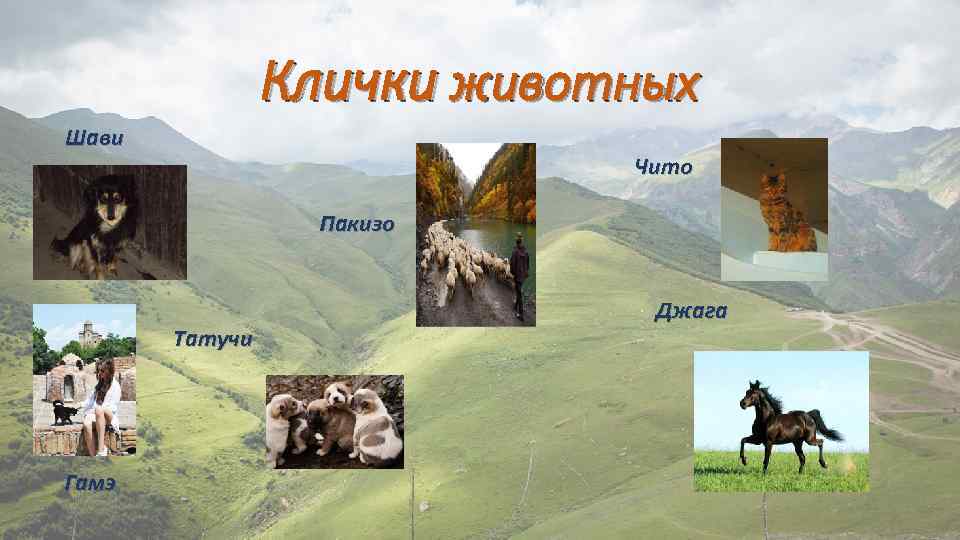 Клички животных Шави Чито Пакизо Татучи Гамэ Джага 