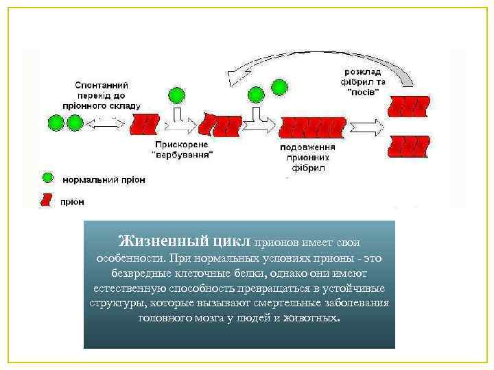 Жизненный цикл прионов имеет свои особенности. При нормальных условиях прионы - это безвредные клеточные
