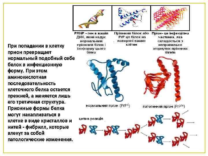 При попадании в клетку прион превращает нормальный подобный себе белок в инфекционную форму. При