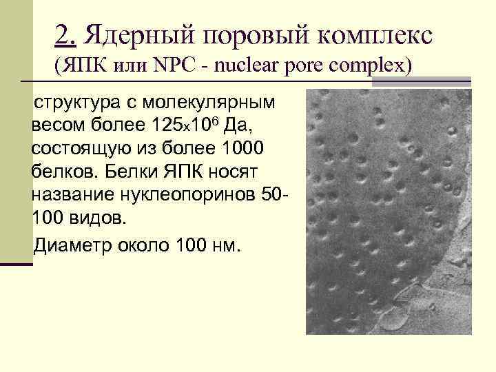 2. Ядерный поровый комплекс (ЯПК или NPC - nuclear pore complex) структура с молекулярным