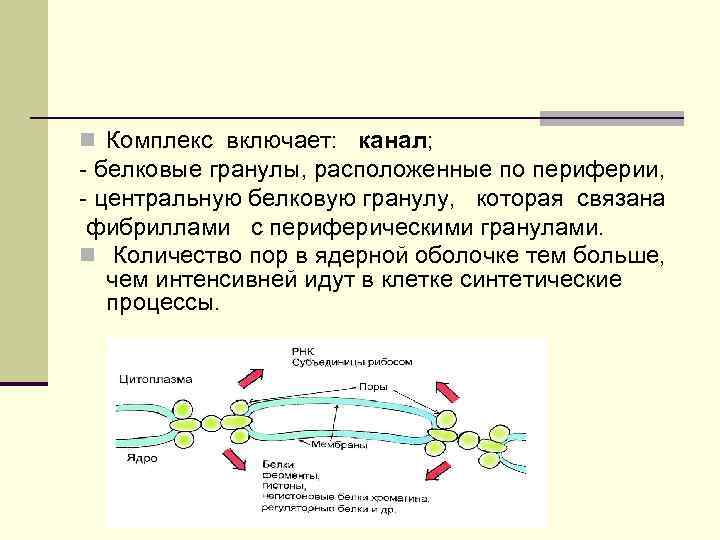 n Комплекс включает: канал; - белковые гранулы, расположенные по периферии, - центральную белковую гранулу,