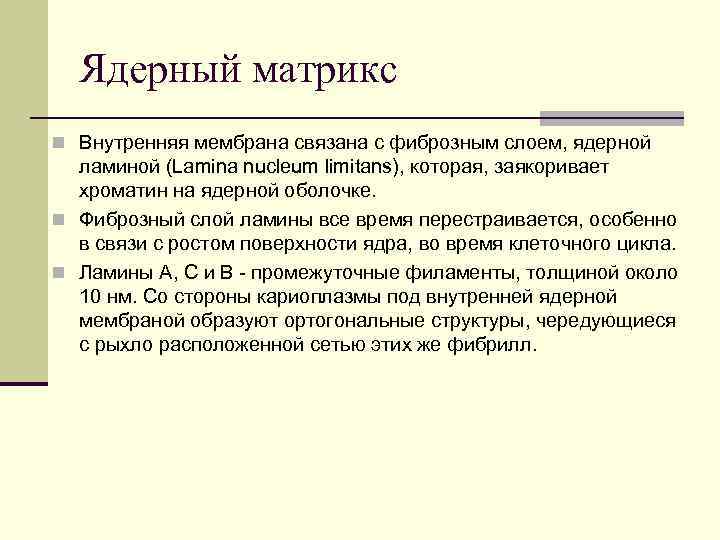 Ядерный матрикс n Внутренняя мембрана связана с фиброзным слоем, ядерной ламиной (Lamina nucleum limitans),