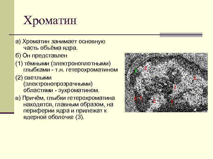 Структура хроматина