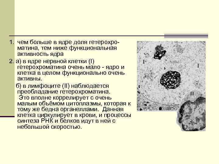 Может иметь несколько ядер. Ядро. Строение ядра клетки. Клетки с гетерохроматином. 2 Ядра у простейших.