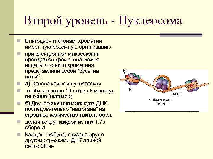 Второй уровень - Нуклеосома n Благодаря гистонам, хроматин n n n имеет нуклеосомную организацию.