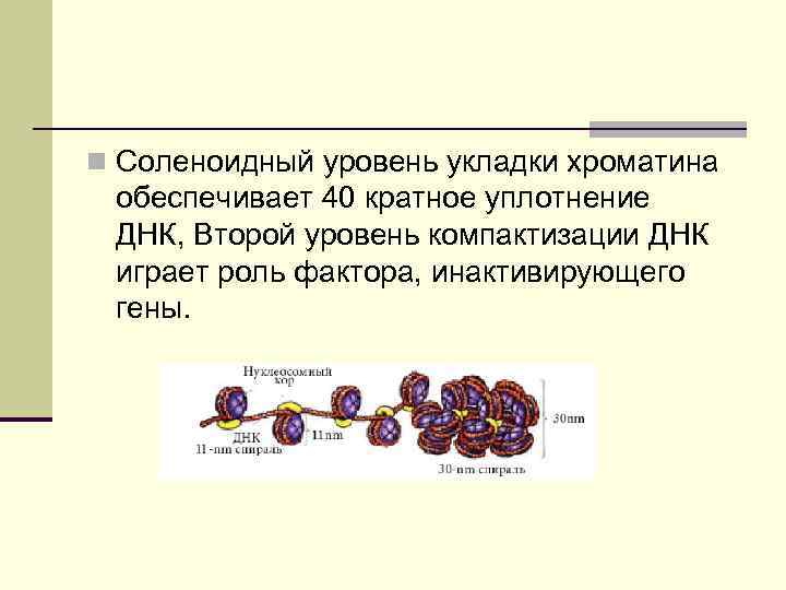 n Соленоидный уровень укладки хроматина обеспечивает 40 кратное уплотнение ДНК, Второй уровень компактизации ДНК