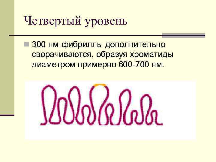 Четвертый уровень n 300 нм-фибриллы дополнительно сворачиваются, образуя хроматиды диаметром примерно 600 -700 нм.