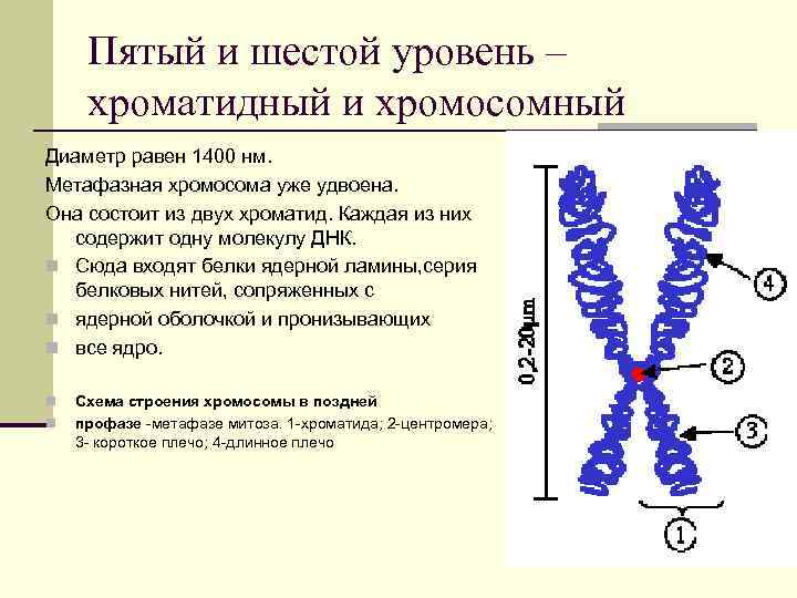 Пятый и шестой уровень – хроматидный и хромосомный Диаметр равен 1400 нм. Метафазная хромосома