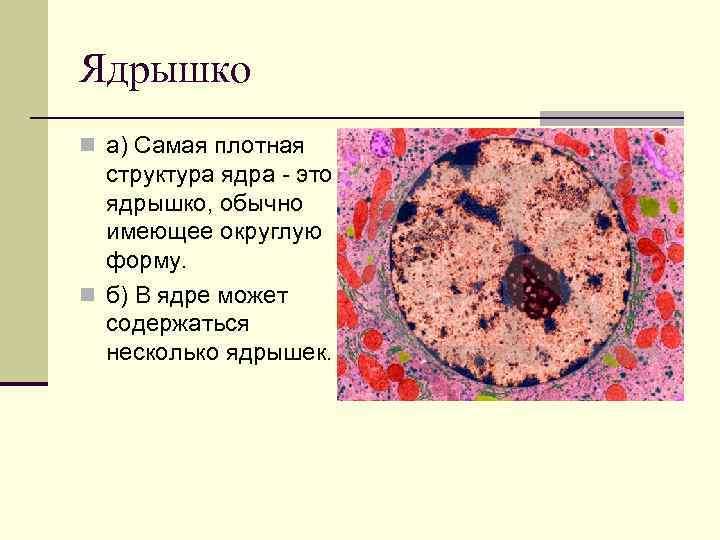 Ядрышко n а) Самая плотная структура ядра - это ядрышко, обычно имеющее округлую форму.