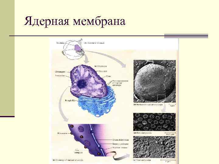 Ядерная мембрана 