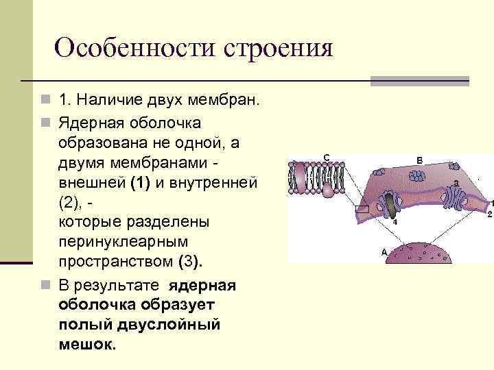 Наличие двойной. Наличие двух мембран. Наличие двойной мембраны. Ядерная оболочка образована двумя мембранами. Два Мем.