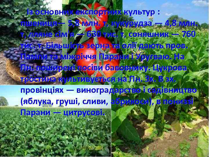  • Із основних експортних культур : пшениця— 5, 8 млн. т, кукурудза —