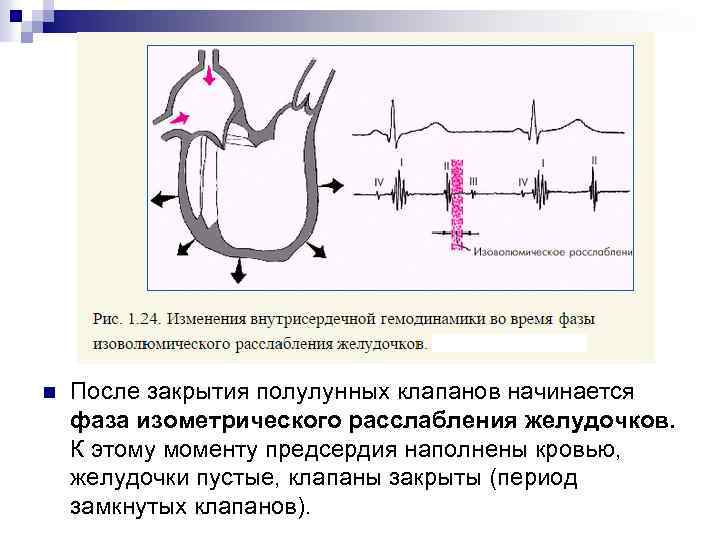 n После закрытия полулунных клапанов начинается фаза изометрического расслабления желудочков. К этому моменту предсердия