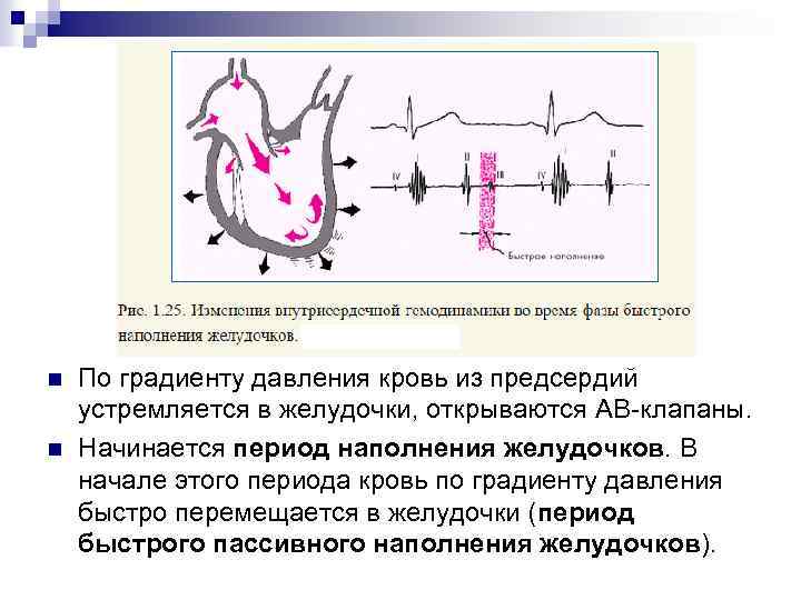 n n По градиенту давления кровь из предсердий устремляется в желудочки, открываются АВ-клапаны. Начинается