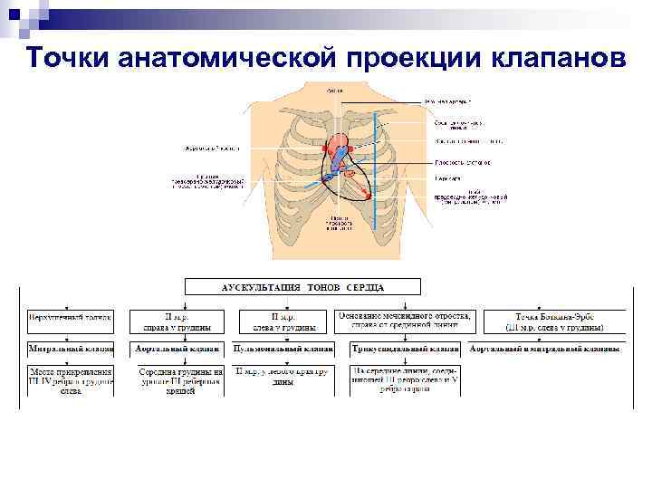 Точки анатомической проекции клапанов 