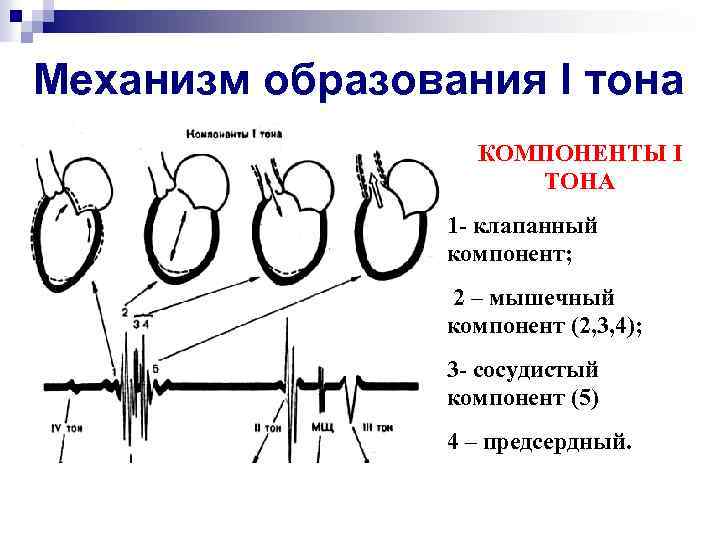 Механизм образования I тона КОМПОНЕНТЫ I ТОНА 1 - клапанный компонент; 2 – мышечный