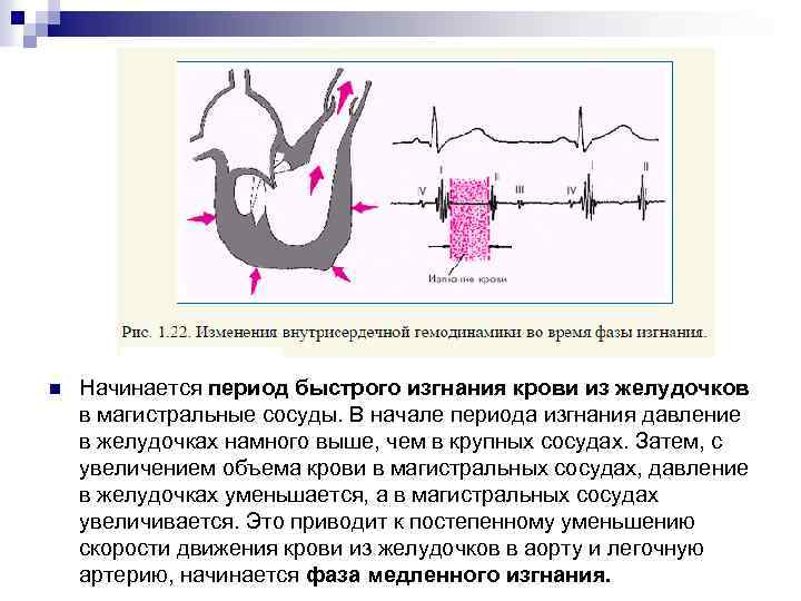 n Начинается период быстрого изгнания крови из желудочков в магистральные сосуды. В начале периода