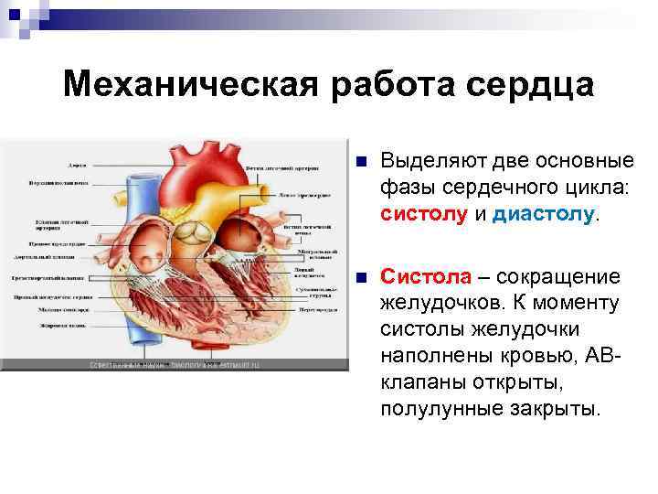 Механическая работа сердца n Выделяют две основные фазы сердечного цикла: систолу и диастолу. n