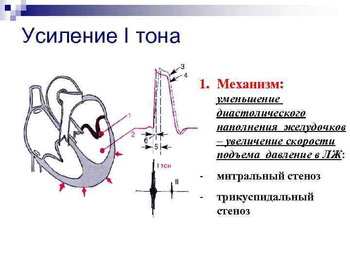 Увеличение желудочек. Механизм образования первого тона сердца. Механизм образования II тона сердца в норме:. Механизм образования 1 и 2 тонов сердца. Механизм образования 3 и 4 тонов сердца.