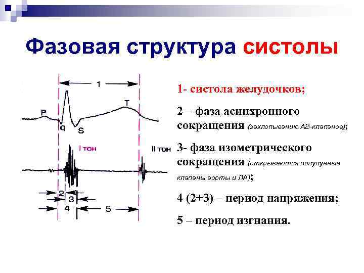 Фазовая структура систолы 1 - систола желудочков; 2 – фаза асинхронного сокращения (захлопыванию АВ-клапанов);