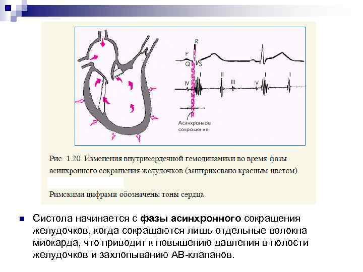 n Систола начинается с фазы асинхронного сокращения желудочков, когда сокращаются лишь отдельные волокна миокарда,