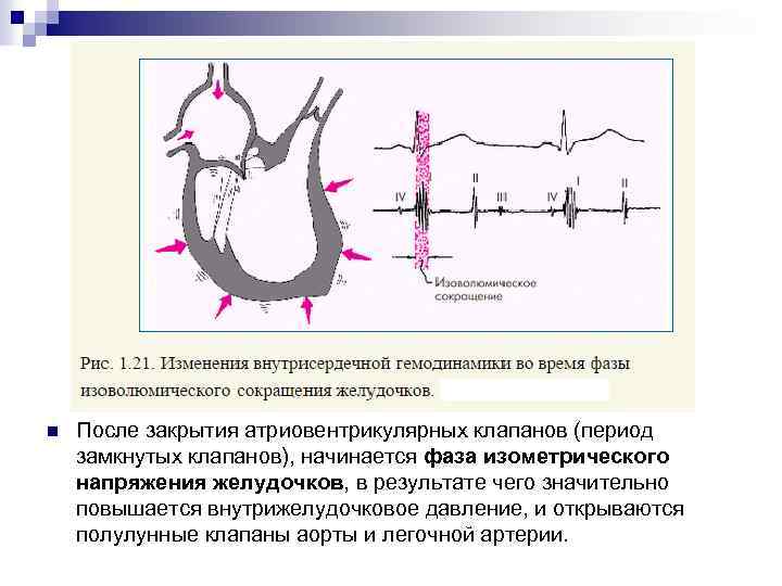 n После закрытия атриовентрикулярных клапанов (период замкнутых клапанов), начинается фаза изометрического напряжения желудочков, в