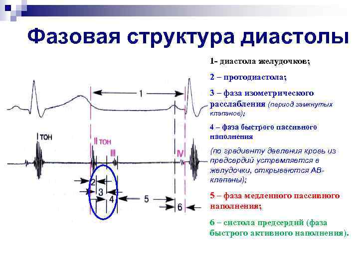 Фазовая структура диастолы 1 - диастола желудочков; 2 – протодиастола; 3 – фаза изометрического