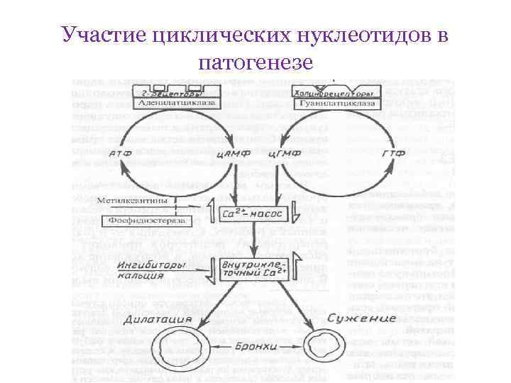 Участие циклических нуклеотидов в патогенезе 