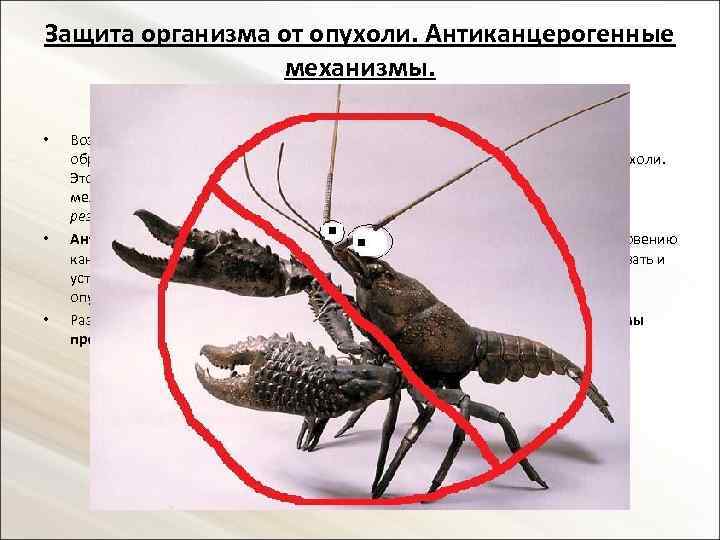 Защита организма от опухоли. Антиканцерогенные механизмы. • • • Воздействие на организм канцерогенных агентов,