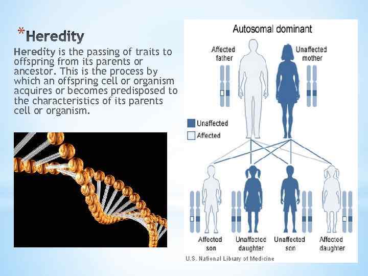 * Heredity is the passing of traits to offspring from its parents or ancestor.