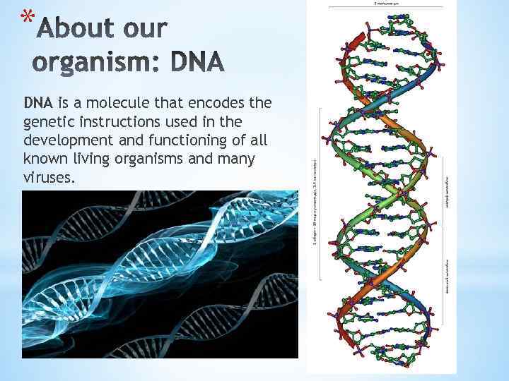 * DNA is a molecule that encodes the genetic instructions used in the development