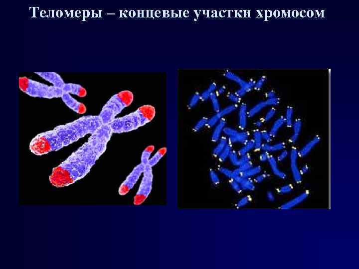 Теломеры – концевые участки хромосом 