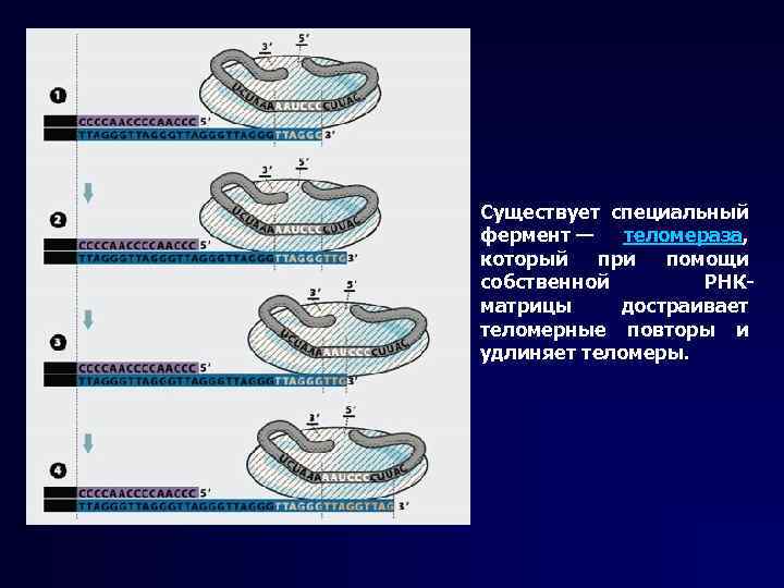 Существует специальный фермент — теломераза, который при помощи собственной РНКматрицы достраивает теломерные повторы и