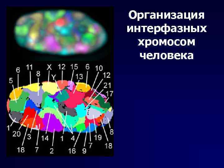 Организация интерфазных хромосом человека 