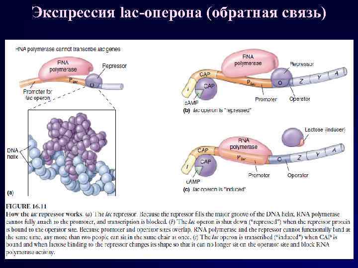 Экспрессия lac-оперона (обратная связь) 